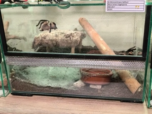 Monocentropus balfouri ( Blaue Jemen-Vogelspinne)