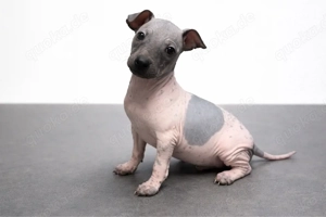 American Hairless Terrier aus Premiumzucht