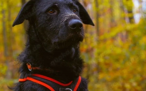 Sonnenschein Franzl sucht sein Körbchen