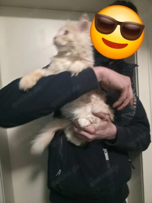  Maine Coon Kater Bild 2