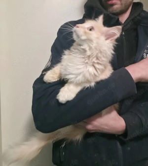  Maine Coon Kater Bild 3