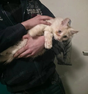  Maine Coon Kater Bild 4