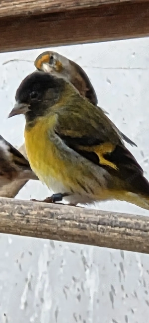 Mischling kaputzenzeisieg X Erlenzeig