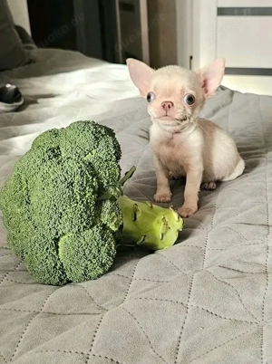  Chihuahua-Welpen zur Adoption 