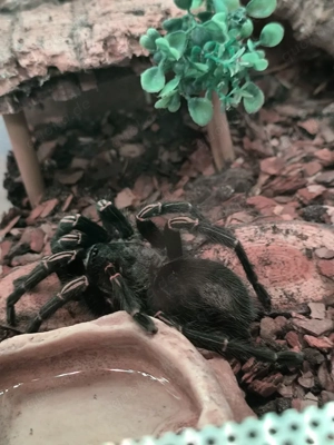 Homoeomma spec. blue Peru 2