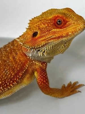 Bartagamen Männchen inkl. Terrarium