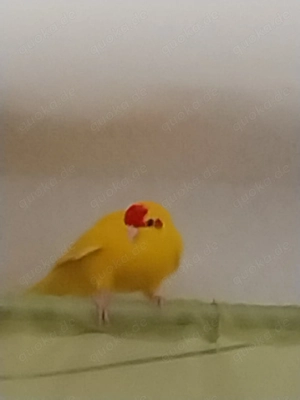 Ziegensittiche Hähne und Hennen Ende 2025