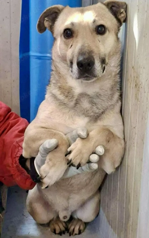 Kleiner ängstlicher Hundebub Balou Bild 2