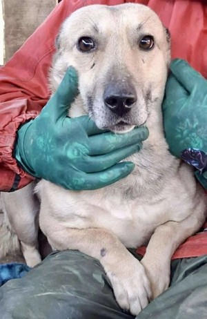Kleiner ängstlicher Hundebub Balou Bild 4