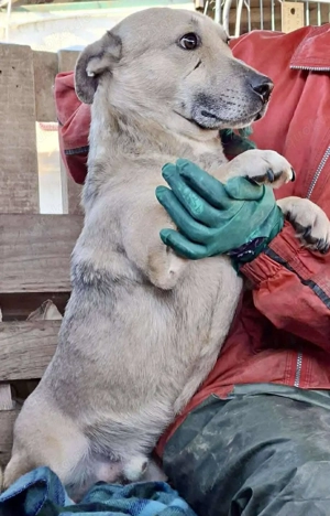 Kleiner ängstlicher Hundebub Balou Bild 3