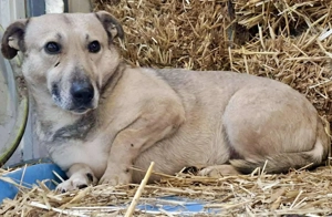 Kleiner ängstlicher Hundebub Balou