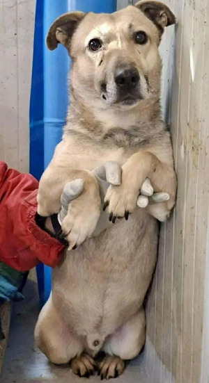 Kleiner ängstlicher Hundebub Balou Bild 5