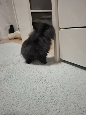 Zwergkaninchen Löwenköpfchen