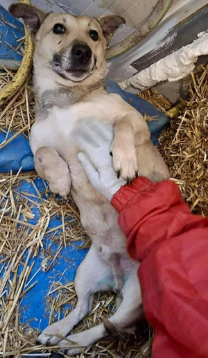 Kleiner ängstlicher Hundebub Balou Bild 6
