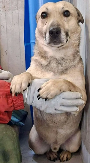 Kleiner ängstlicher Hundebub Balou Bild 8