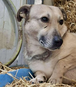 Kleiner ängstlicher Hundebub Balou Bild 7