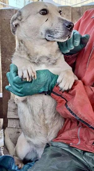 Kleiner ängstlicher Hundebub Balou Bild 9