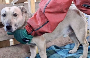 Kleiner ängstlicher Hundebub Balou Bild 10