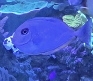 Meerwasser Naso Vlamingii Doktorfisch