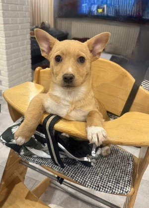 Corgi Pinscher Mix Luka