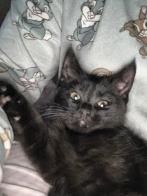 Main Coon Mix Katerchen