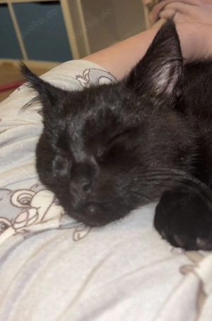 Main Coon Mix Katerchen