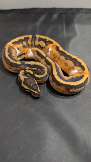 Königspython 0.1 Piebald