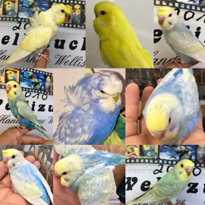  Handzahme bunte Wellensittiche aus liebevoller Hobbyzucht