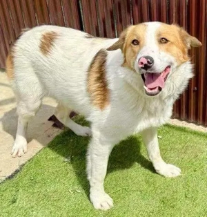 Freundlicher, neugieriger Junghund Nike