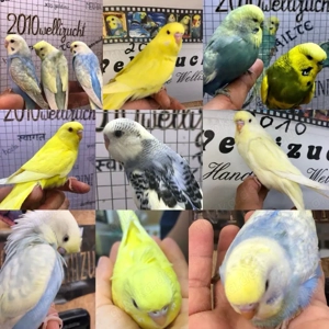  Handzahme bunte Wellensittiche aus liebevoller Hobbyzucht