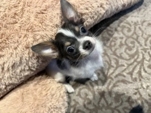 Chihuahua Rüden lange Haarige Welpen