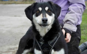 Traumhund Zorro sucht ein tolles Zuhause Bild 4