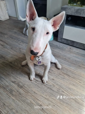 Miniatur Bullterrier Dame zur Abgabe