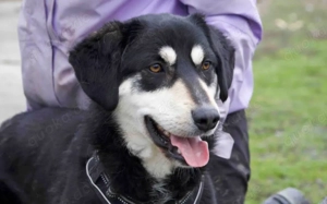 Traumhund Zorro sucht ein tolles Zuhause Bild 2