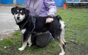 Traumhund Zorro sucht ein tolles Zuhause Bild 5