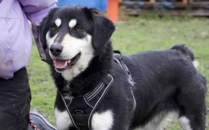 Traumhund Zorro sucht ein tolles Zuhause Bild 10