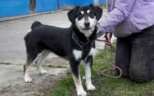 Traumhund Zorro sucht ein tolles Zuhause Bild 3