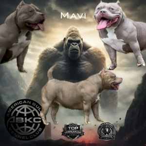 American Bully Pocket   ABKC   Power-Blutlinie   Starke Knochen & Muskulatur