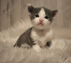 Maine Coon mix Kitten 