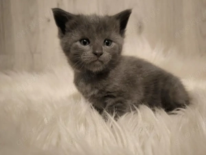 Maine Coon mix Kitten 