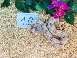 Boa Imperator Hypo het. VPI