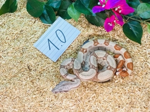 Boa Imperator Hypo RLT het. VPI