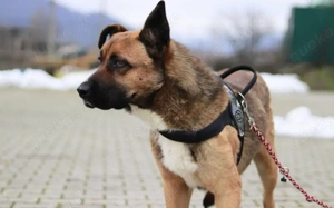 Schenkst du Branko ein neues Leben?