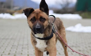 Schenkst du Branko ein neues Leben? Bild 7