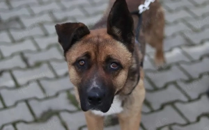 Schenkst du Branko ein neues Leben? Bild 8