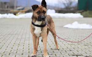 Schenkst du Branko ein neues Leben? Bild 6