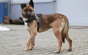 Schenkst du Branko ein neues Leben? Bild 9