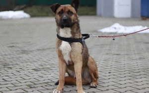 Schenkst du Branko ein neues Leben? Bild 3