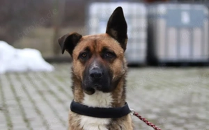 Schenkst du Branko ein neues Leben? Bild 4