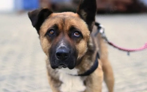 Schenkst du Branko ein neues Leben? Bild 2